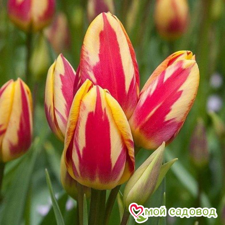 Тюльпан Триколет